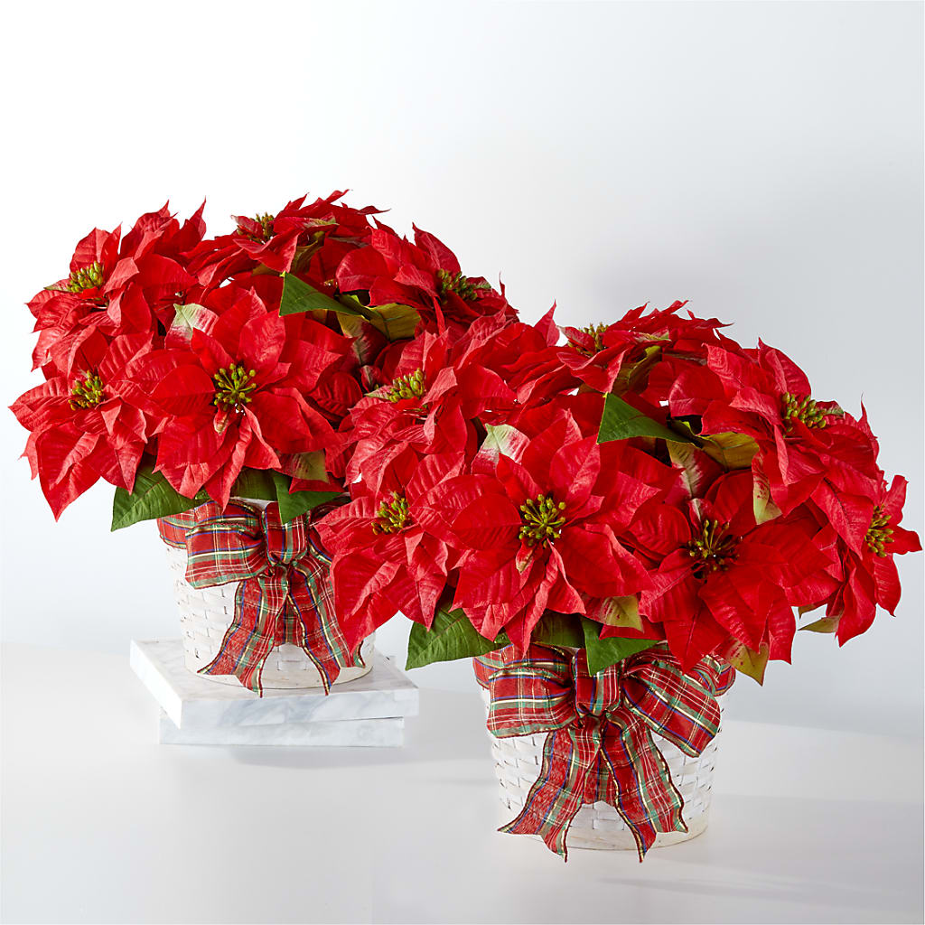 Happiest Holidays Poinsettia Bundle – PAUL'S FLOWERS, Charlottetown PE