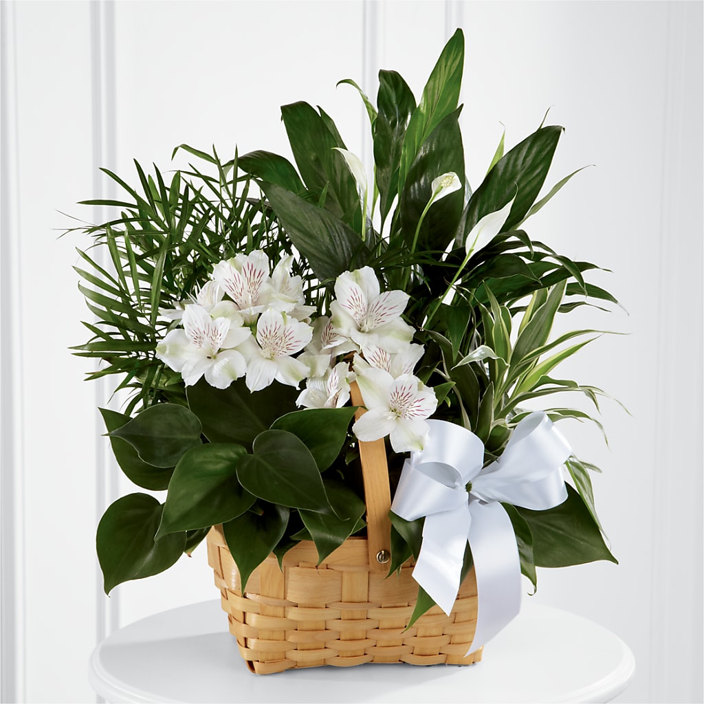 Peace & Serenity Dishgarden – PAUL'S FLOWERS, Charlottetown PE