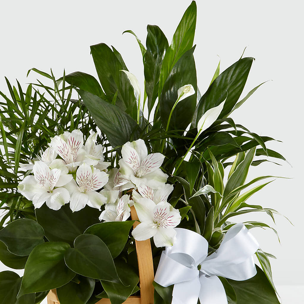 Peace & Serenity Dishgarden – PAUL'S FLOWERS, Charlottetown PE