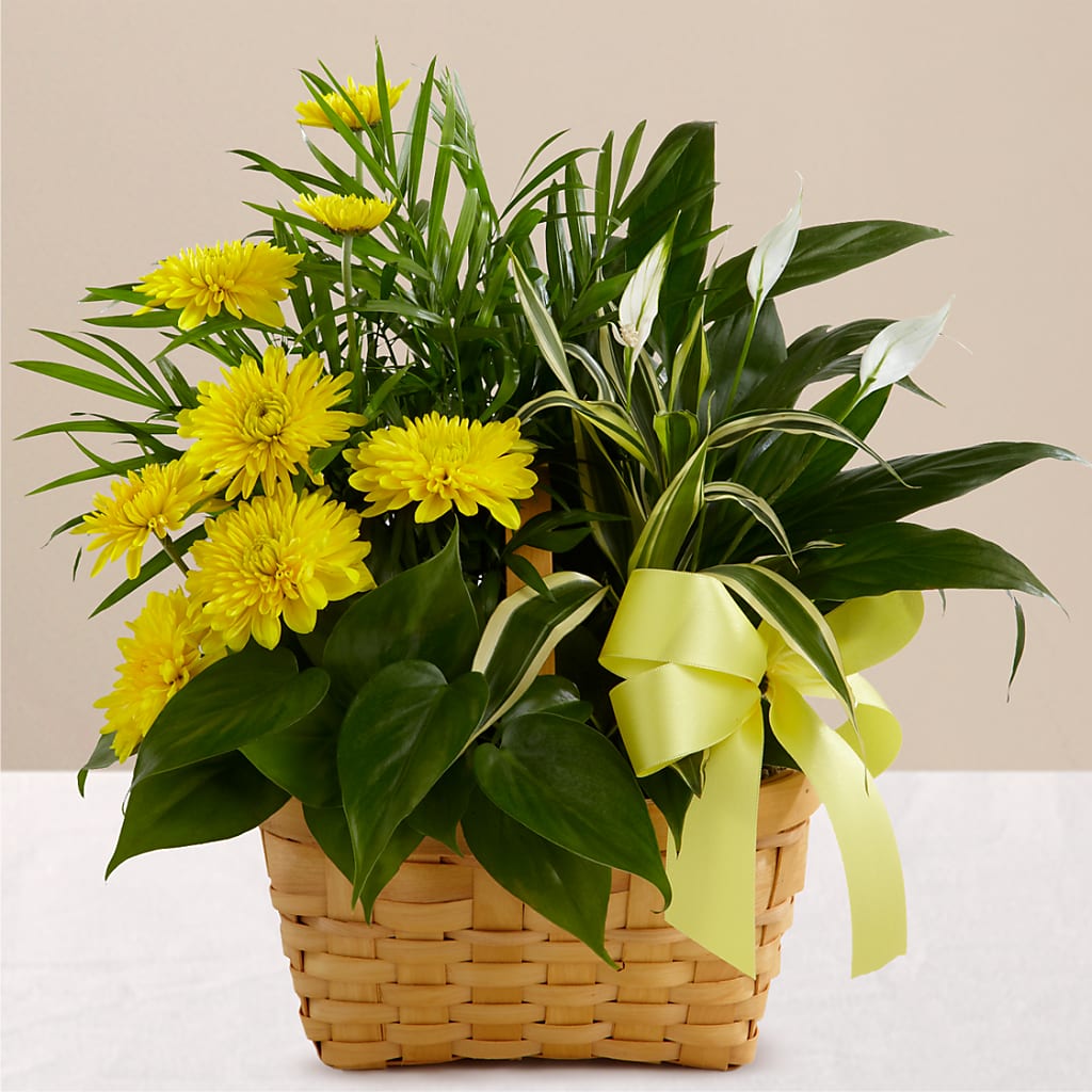 Loving Light Dishgarden – PAUL'S FLOWERS, Charlottetown PE