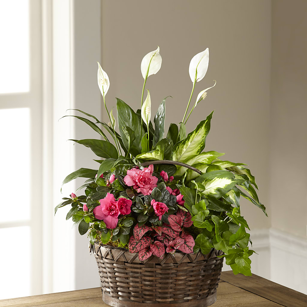 Dream in Pink Dishgarden – PAUL'S FLOWERS, Charlottetown PE