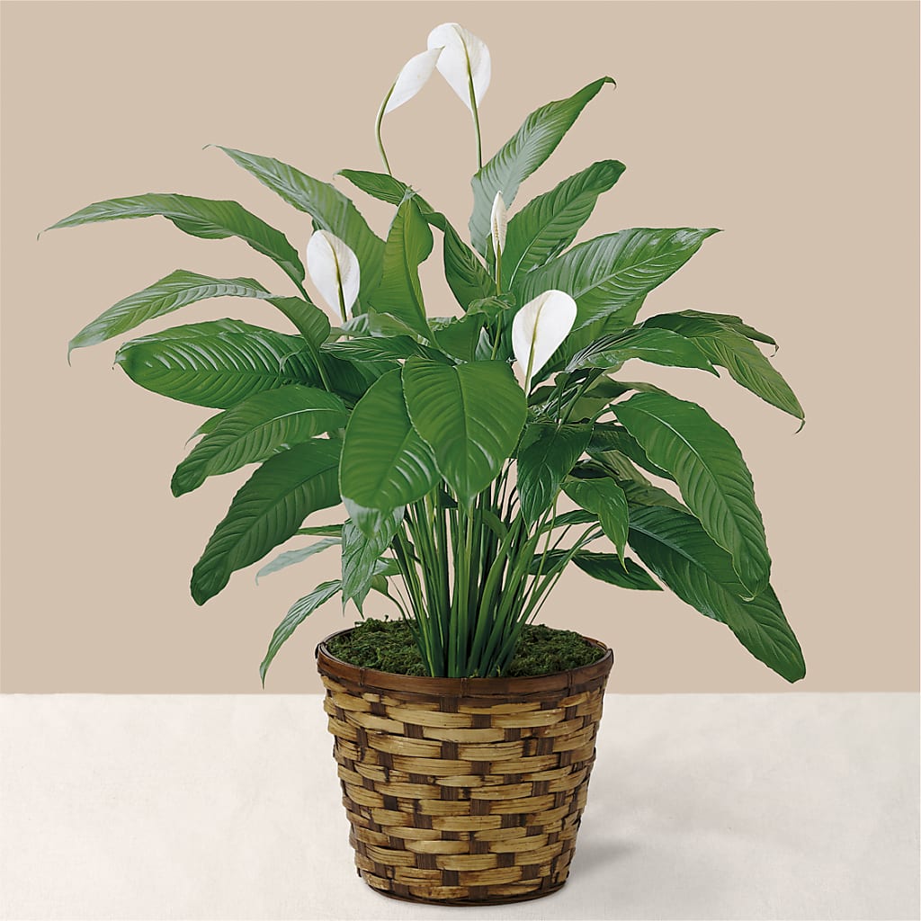 Tranquil Moments Peace Lily Plant – PAUL'S FLOWERS, Charlottetown PE