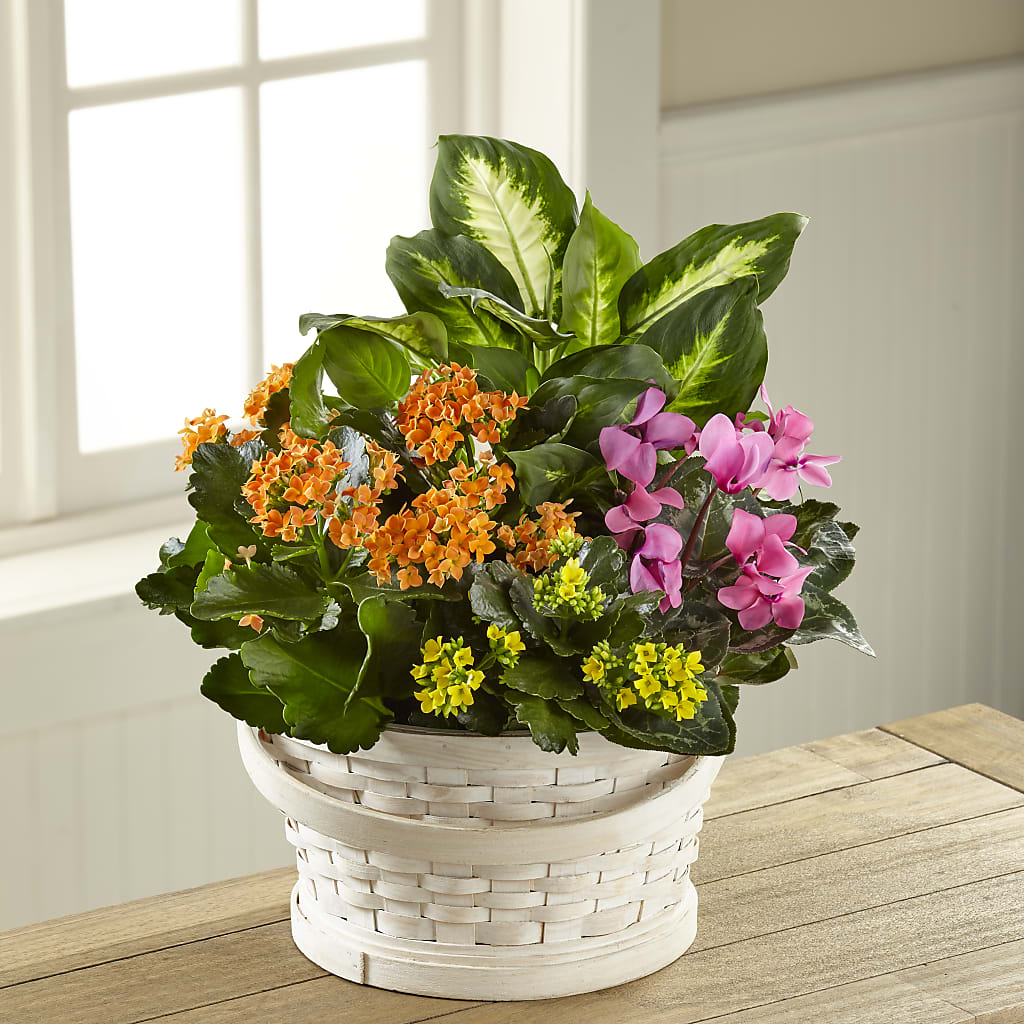 Color Crush Dishgarden – PAUL'S FLOWERS, Charlottetown PE