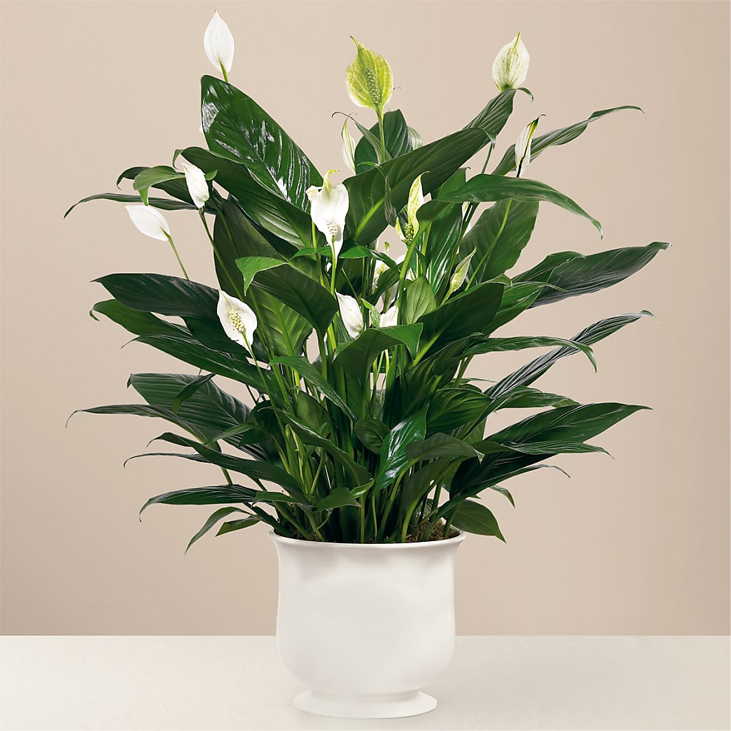 Comfort Planter – PAUL'S FLOWERS, Charlottetown PE