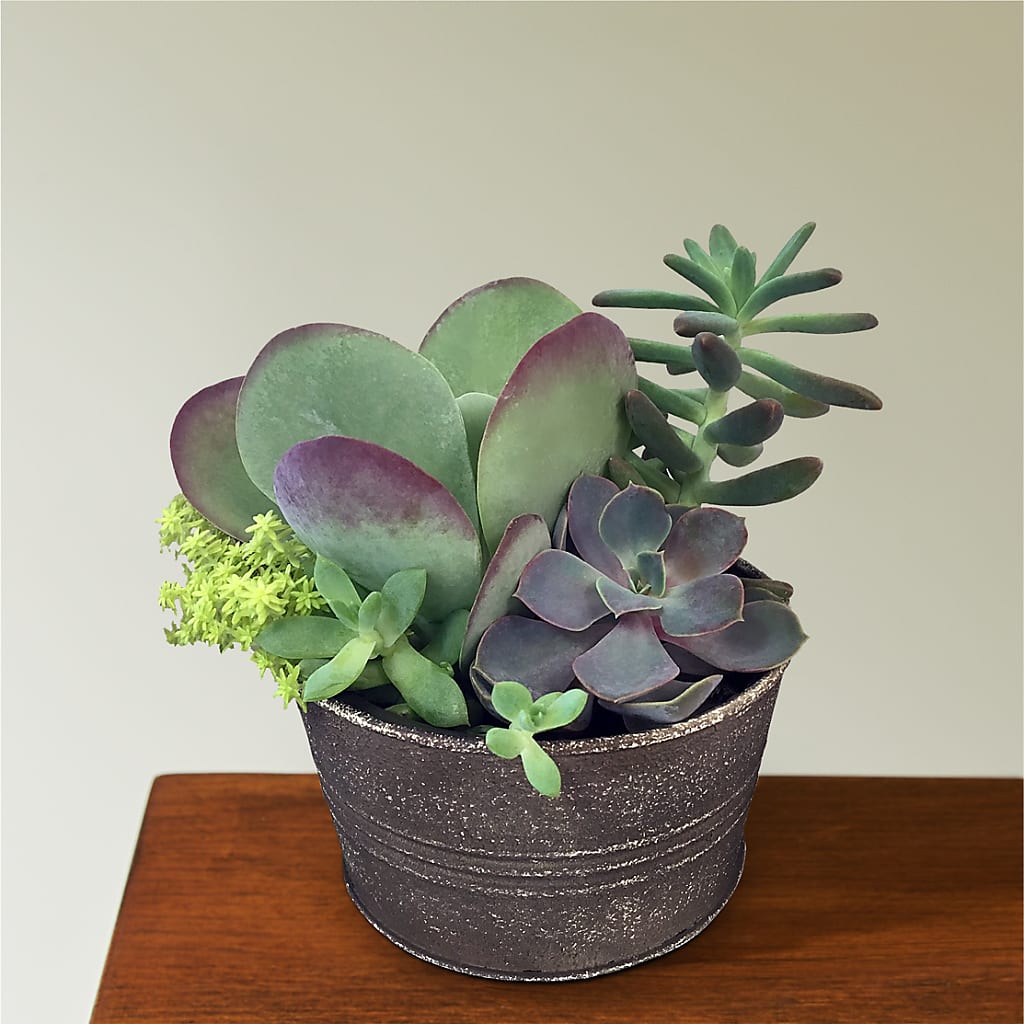 Lush Succulent Garden – PAUL'S FLOWERS, Charlottetown PE