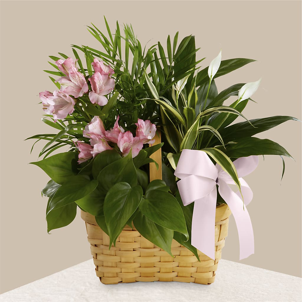 Living Spirit Dishgarden – PAUL'S FLOWERS, Charlottetown PE