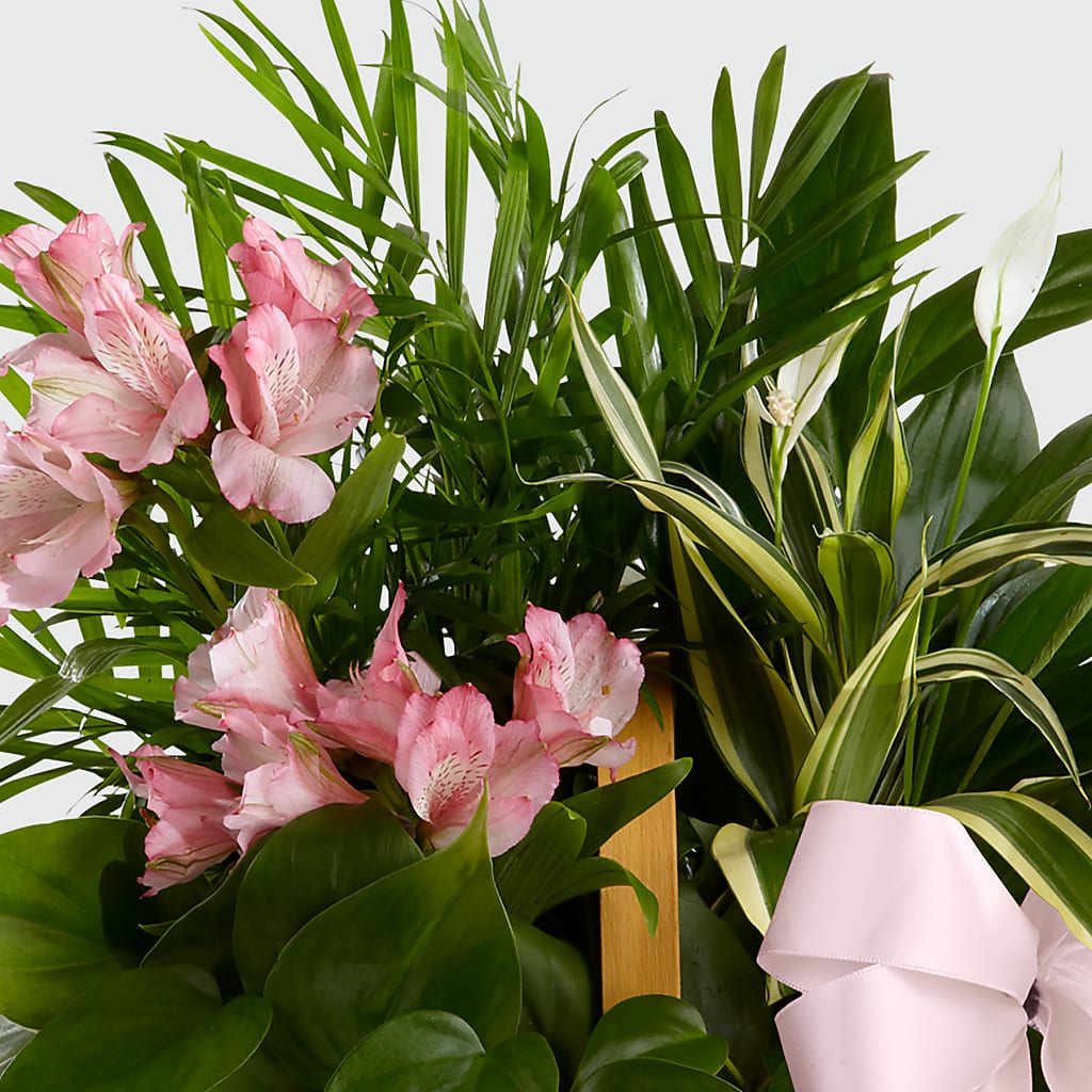 Living Spirit Dishgarden – PAUL'S FLOWERS, Charlottetown PE
