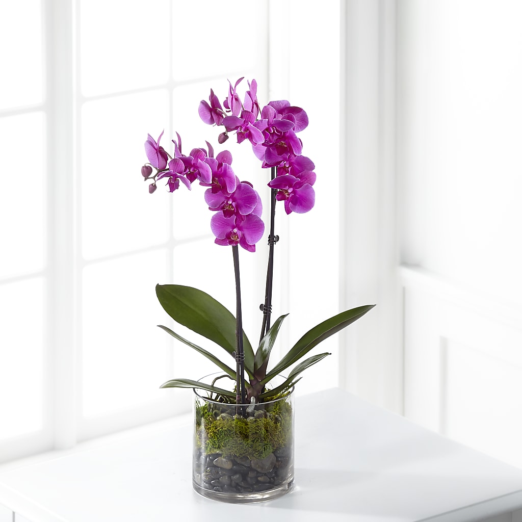 Pink Orchid Plant – PAUL'S FLOWERS, Charlottetown PE