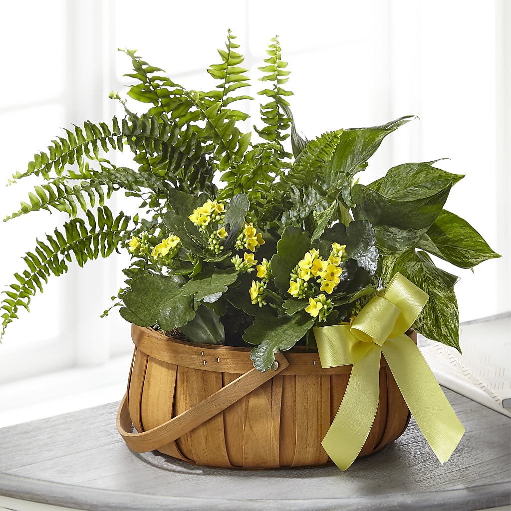Always Dear Dishgarden – PAUL'S FLOWERS, Charlottetown PE