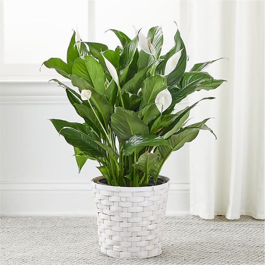 A New Leaf Peace Lily – PAUL'S FLOWERS, Charlottetown PE