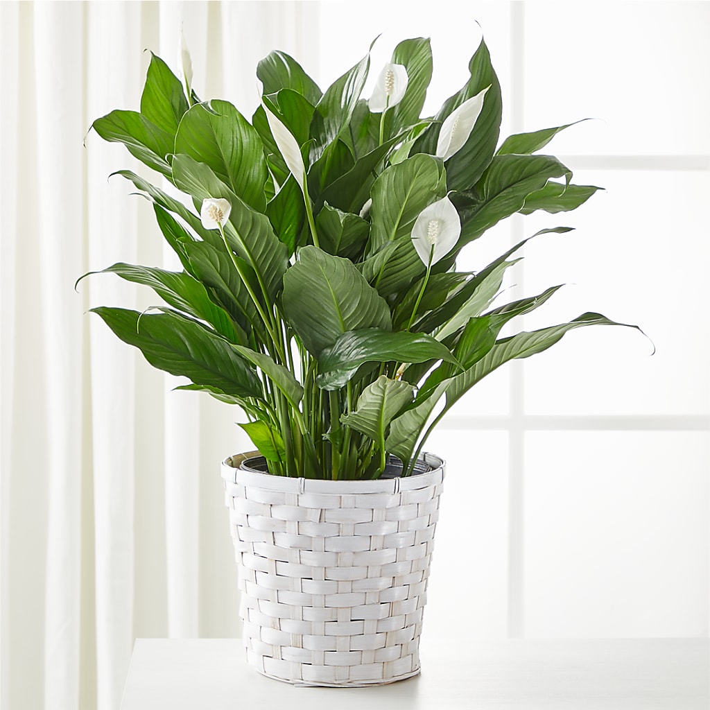 A New Leaf Peace Lily – PAUL'S FLOWERS, Charlottetown PE