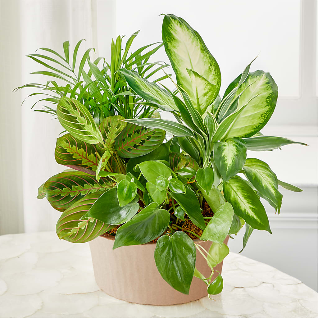 Balance & Harmony Dishgarden – PAUL'S FLOWERS, Charlottetown PE