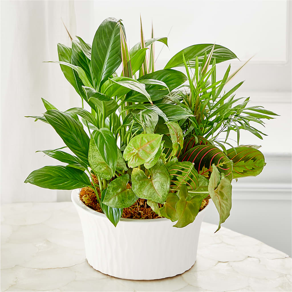 Balance & Harmony Dishgarden – PAUL'S FLOWERS, Charlottetown PE