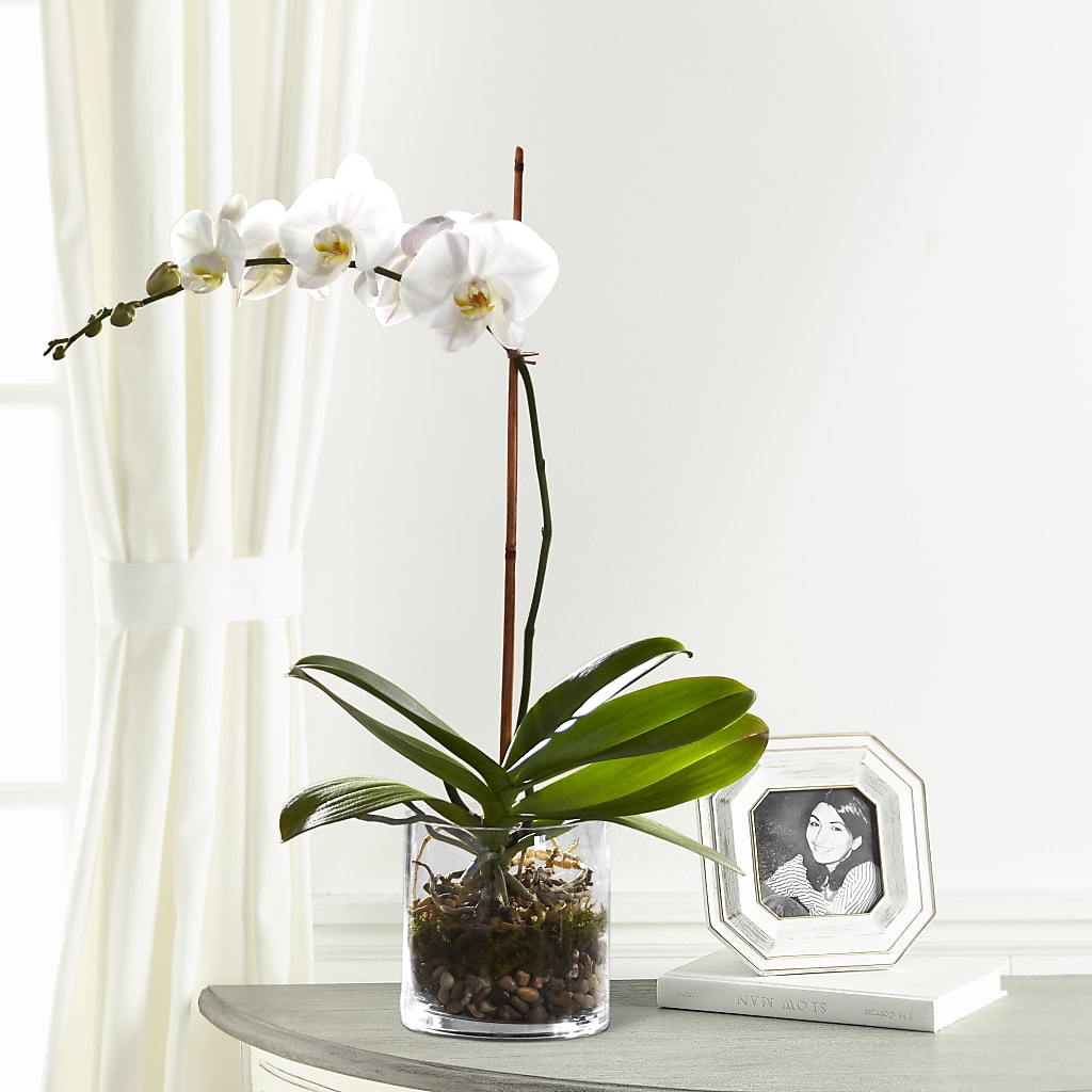 White Orchid Planter – PAUL'S FLOWERS, Charlottetown PE