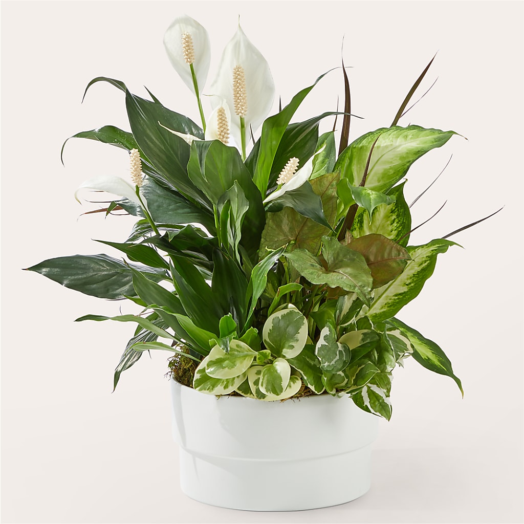 Radiating Positivity Dishgarden – PAUL'S FLOWERS, Charlottetown PE