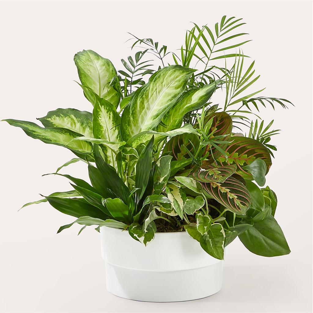 Radiating Positivity Dishgarden – PAUL'S FLOWERS, Charlottetown PE