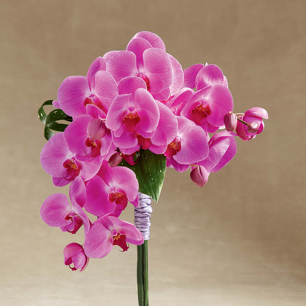 Glorious Bouquet – PAUL'S FLOWERS, Charlottetown PE