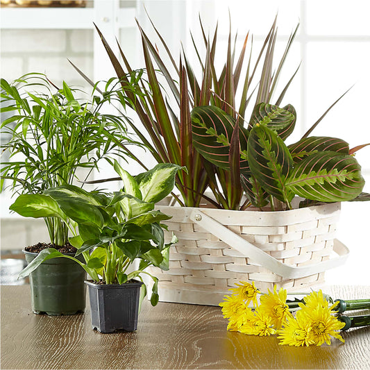 Florist Designed Blooming and Green Plants in a Basket – PAUL'S FLOWERS, Charlottetown PE
