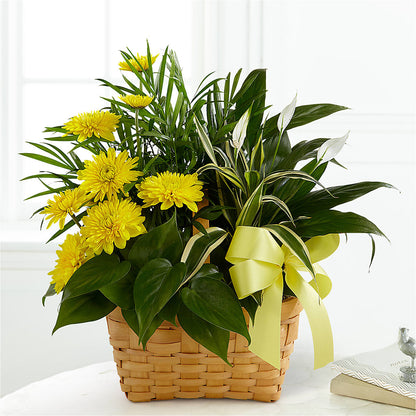 Loving Light Dishgarden – PAUL'S FLOWERS, Charlottetown PE