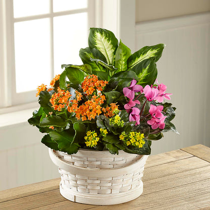 Color Crush Dishgarden – PAUL'S FLOWERS, Charlottetown PE