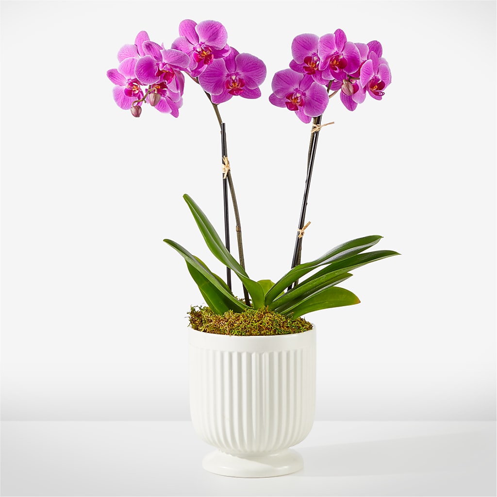 Friendly Fuchsia Orchid – pink flower arrangement | Charlottetown