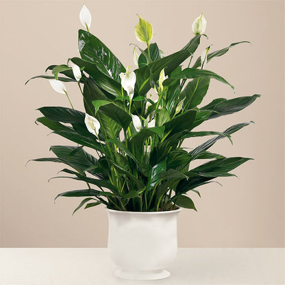 Comfort Planter – PAUL'S FLOWERS, Charlottetown PE