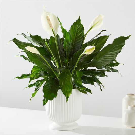 Comfort Planter – PAUL'S FLOWERS, Charlottetown PE