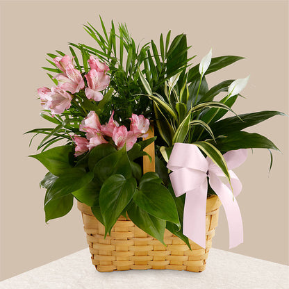 Living Spirit Dishgarden – PAUL'S FLOWERS, Charlottetown PE