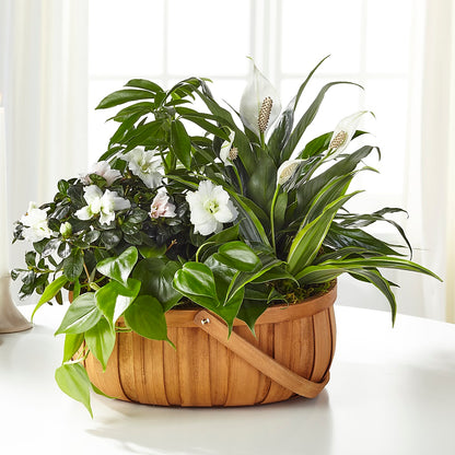 Serene Dishgarden – PAUL'S FLOWERS, Charlottetown PE
