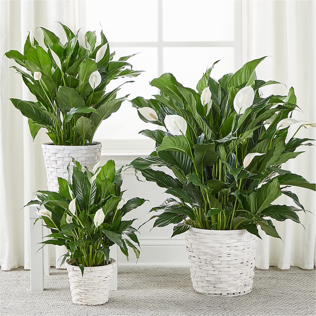 A New Leaf Peace Lily – PAUL'S FLOWERS, Charlottetown PE