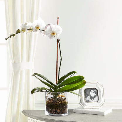 White Orchid Planter – PAUL'S FLOWERS, Charlottetown PE