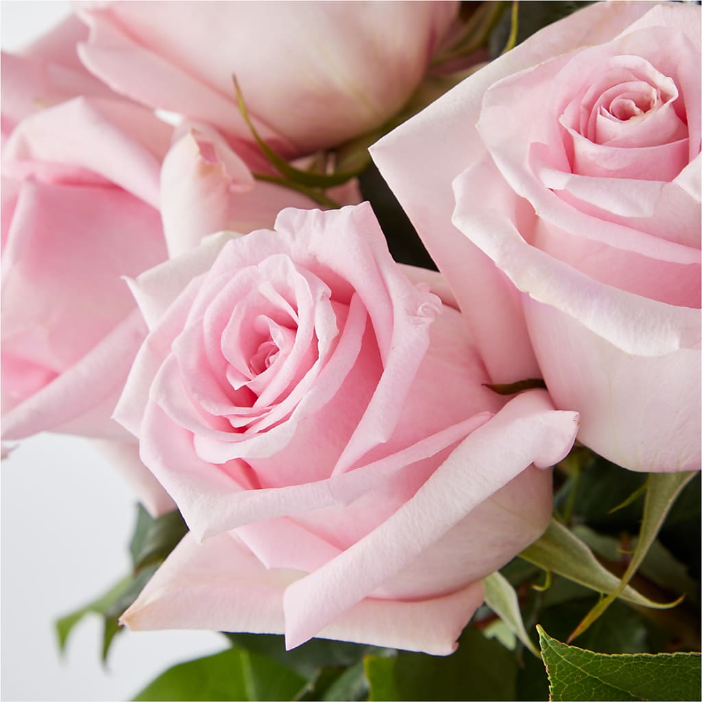 Picture Perfect Pink Rose Bouquet – PAUL'S FLOWERS, Charlottetown PE