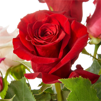 Love Notes Rose Bouquet – PAUL'S FLOWERS, Charlottetown PE